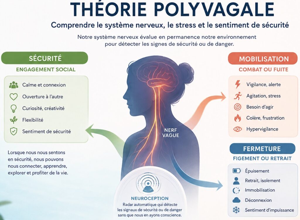 Infographie sur la théorie polyvagale présentant les états de sécurité, mobilisation et fermeture du système nerveux, ainsi que la neuroception et la co-régulation.